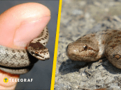 Медянка обыкновенная