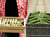 Выращивание огурцов летом