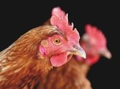 Курица - тоже домашнее животное: на Днепропетровщине мужчина выгуливал необычного "питомца" (Видео)