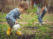 Чим і коли підгодовувати дерева навесні