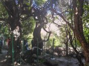 Самый старый куст винограда нашли в Тибете