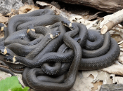 Вужі у Дніпрі