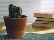 Какие цветы приносят удачу на работе