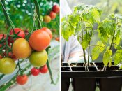 Чтобы урожай помидоров порадовал летом, удобряйте рассаду полезной подкормкой