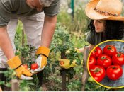 Як підгодувати помідори дріжджами
