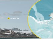 Білий полярний ведмідь в Арктиці