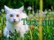 Веселый весенний тест с милыми котиками
