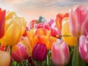 Сезон тюльпанов начинается еще в марте