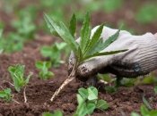 Популярні продукти для видалення бур’янів — оцет, сіль та окріп