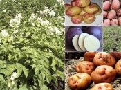 На "інтернаціональній" плантації росте картопля всіх кольорів веселки
