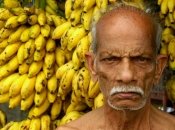 Банани можуть зникнути у всьому світі