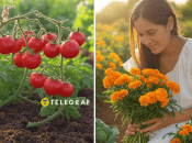 Это растение не только станет хорошим соседом для томатов, но и порадует яркими цветами