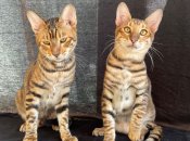 Котята Тойгера