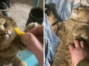 Кот Толян – ест чипсы и спит