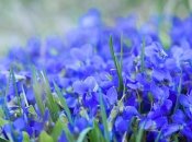 Все буде добре 18.05.2015: маска с фиалкой для нежных и красивых ножек