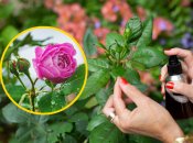 Троянди вимагають ретельного догляду та турботи