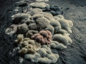 Плесня может вызвать серьезные заболевания (изображение создано с помощью ИИ)