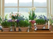 Соскучились по летней зелени? 10 способов озеленить дом с помощью комнатных растений