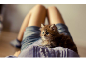 Беременность и кошка: токсоплазмоза не избежать?