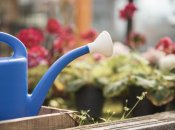 Як поливати квіти, щоб вони швидше росли