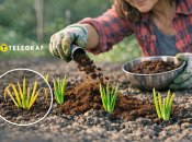 Пожелтевший зеленый лук