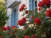 Троянду не дарма називають королевою квітів