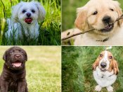 Породы собак для квартиры