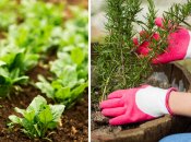 Некоторые растения устойчивы к холодам, так что можно сажать их даже в марте