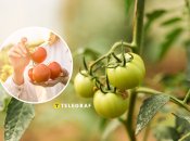 Правильный уход и полив сделает помидоры сладкими и мясистыми