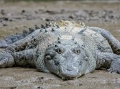 Женщина дала отпор рептилии