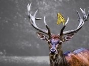 Больные олени людей не боятся