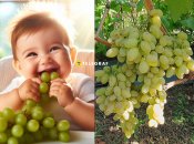 Кишмиш Століття — найкращий виноград без кісточок в Україні