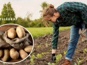 Як виростити великий урожай картоплі