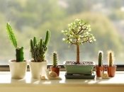 Растения в доме: 50 идей, как необычно разместить кактусы и суккуленты