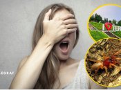 Тернополяни побачили незвичайного павука, який живиться мокрицею