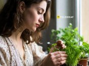 Выращивать петрушку в доме можно всю зиму