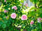 Готуємо троянди до зими