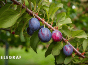 Обрізка слив навесні дуже важлива