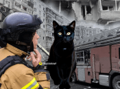 Кот в Сумах