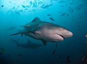 Бычья тупорылая акула