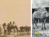 Верблюды в Украине