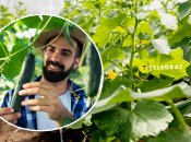 Як збільшити врожай огірків — що додати у лунку