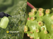 Як знищити попелицю на ділянці