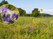 Растение аконит