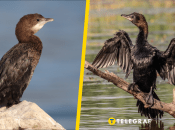 Баклан малый