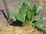 Вреда от этого растения обычно больше, чем пользы