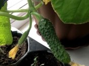 Выращивание огурцов в домашних условиях