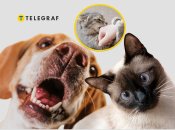 Кот и собака