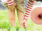 Кліщі в Україні