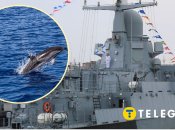 Дельфины погибают в Черном море из-за российского флота